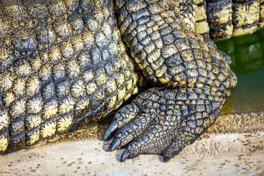 Timsah derisi dokusuna yakın çekim