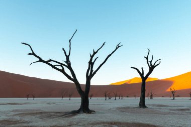 Gün doğumunda ölü deve dikeni ağaçları