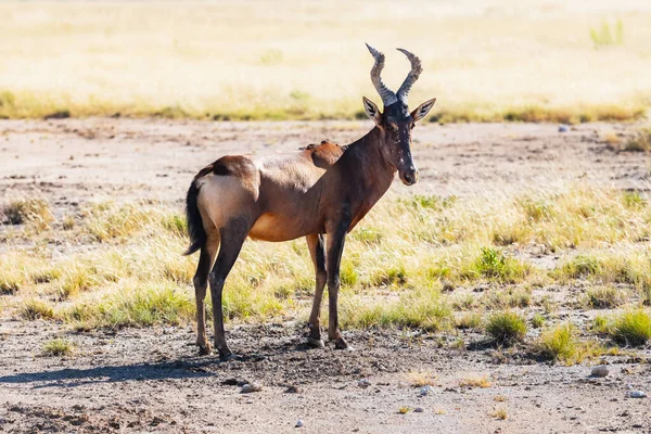 Red Hartebeest op de droge bruine savanne — Stockfoto