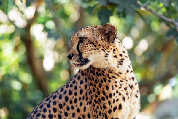 Retrato de chita na savana africana — Fotografia de Stock