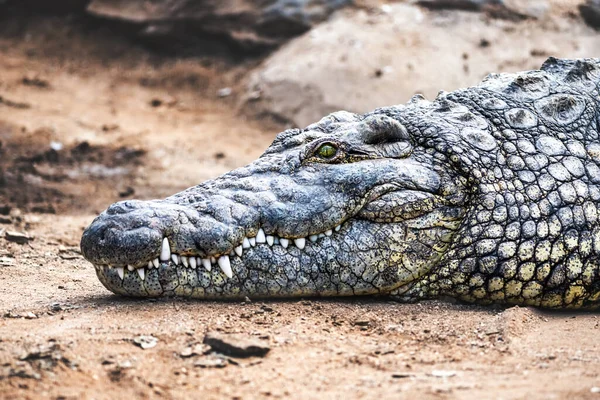 Grande crocodilo crocodilo crocodilo africano cabeça na fazenda de crocodilo — Fotografia de Stock