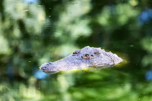 Grote Afrikaanse krokodil in het groene water close-up — Stockfoto