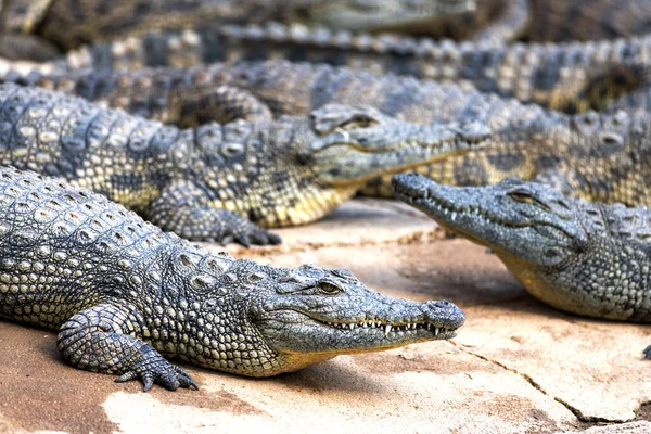Nagy afrikai aligátorok krokodilok krokodilgazdaság — Stock Fotó