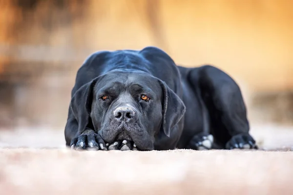 Černý pes plemeno Cane Corso leží na zemi — Stock fotografie