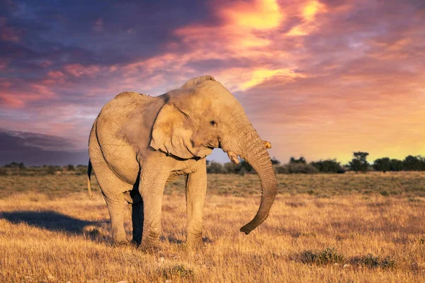 大きなアフリカ象の近景 — ストック写真