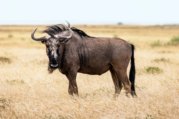 Velká africká antilopa Gnu kráčí ve žluté suché trávě — Stock fotografie