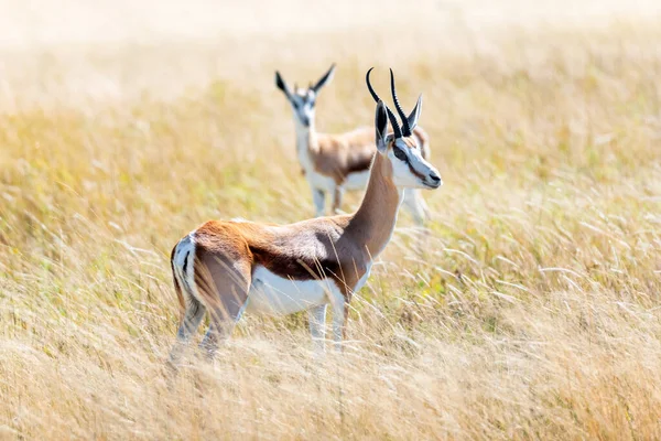 Casal de impala de rosto preto na savana africana — Fotografia de Stock