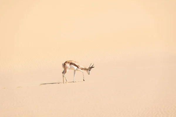 En man med svart ansikte impala i öknen — Stockfoto