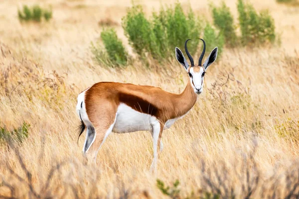 Un mâle au visage noir impala — Photo