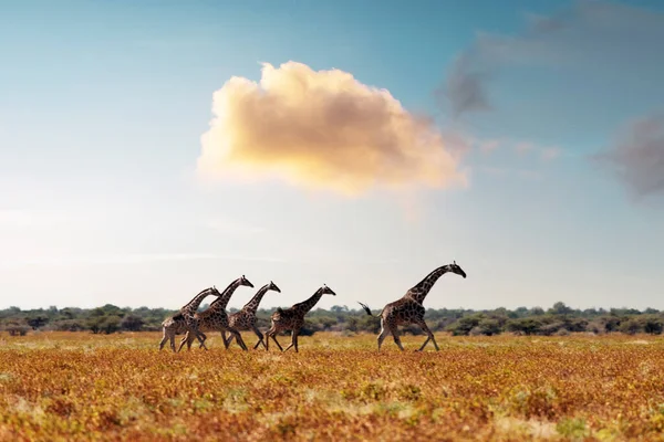 Žirafa rodina v sušené žluté trávě africké savany — Stock fotografie