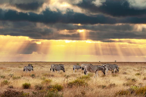 Afrika ovaları zebra sürüsü kuru, kahverengi bozkırlarda — Stok fotoğraf