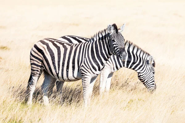 Coppia di zebre delle pianure africane sulla savana secca marrone — Foto Stock