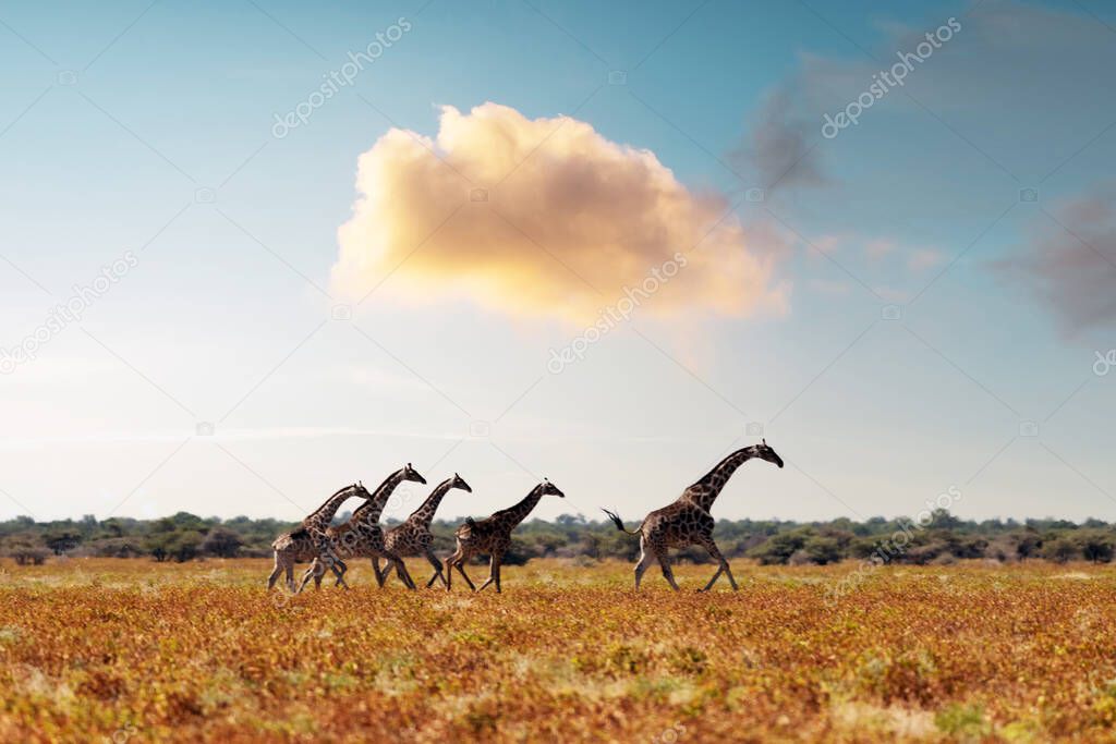 Giraffe family in dried yellow grass of african savanna