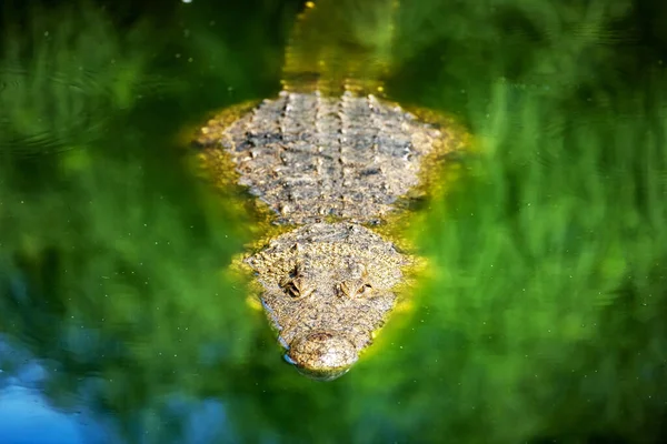Nagy afrikai aligátor krokodil a zöld víz közelkép — Stock Fotó