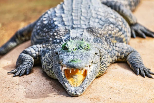 Crocodilo jacaré africano grande com boca aberta — Fotografia de Stock
