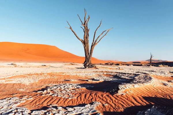 Camelthorn Trees morto all'alba — Foto Stock