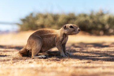 Afrika sincabı Namibya 'da