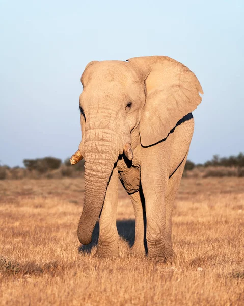 大きなアフリカ象の近景 — ストック写真