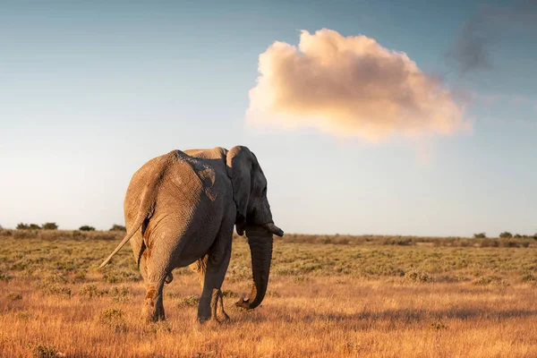 Detailní pohled na velkého afrického slona — Stock fotografie