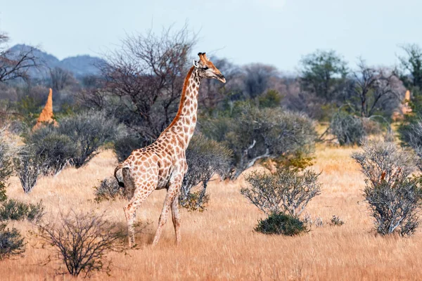 Giovane giraffa che cammina nel cespuglio africano — Foto Stock