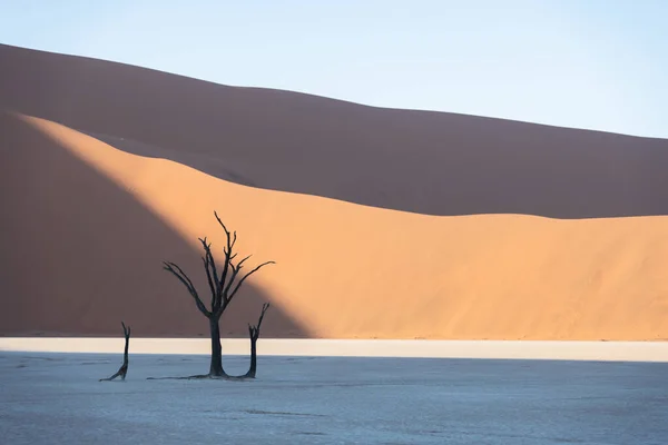 Camelthorn Trees morto all'alba — Foto Stock