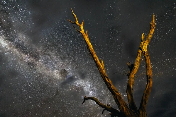 Geceleri Deadvlei 'de ölü ağaçlar. — Stok fotoğraf