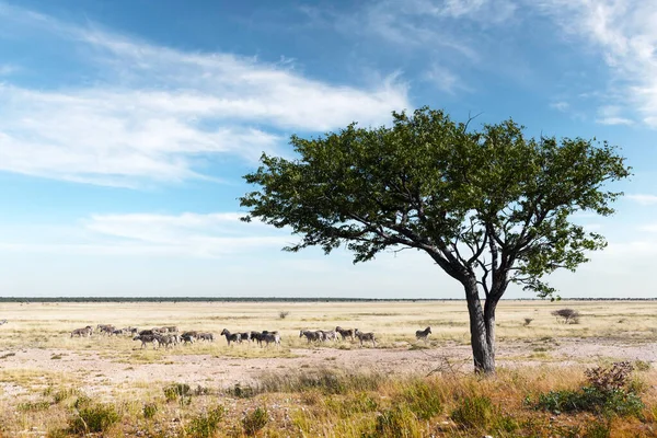 Africké pláně zebří stádo na suché hnědé savaně — Stock fotografie