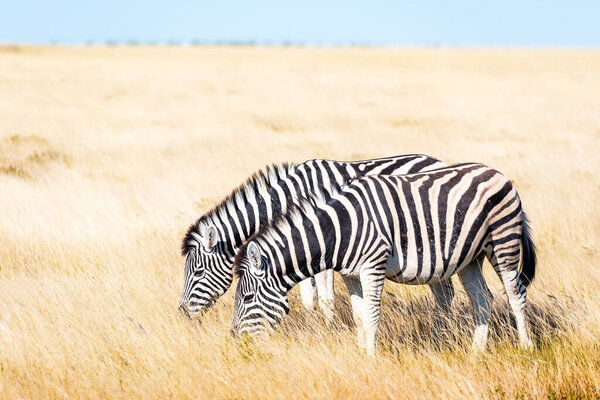 Couple of african plains zebra on the dry brown savannah grasslands browsing and grazing. Wildlife photography