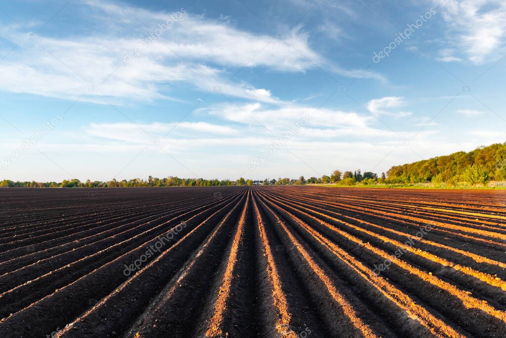 Agricultural field with even rows in the spring