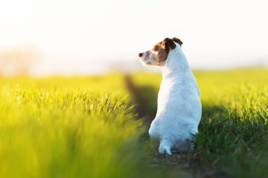 Jack Russel Teriyer yeşil alanda