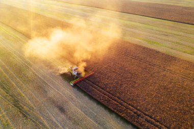 Sonbahar tarlasında yağ tohumu tecavüzü.