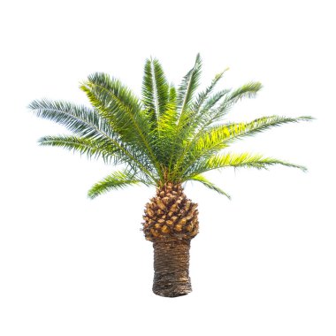 Beyaz palmiye ağacı