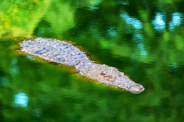 Grande crocodilo jacaré africano no fecho de água verde — Fotografia de Stock