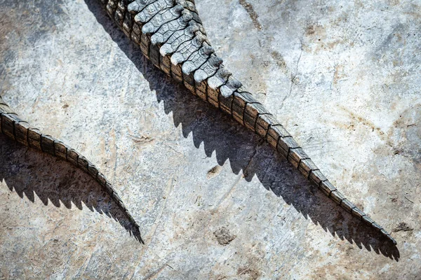 A krokodilbőr szerkezetének közelsége — Stock Fotó