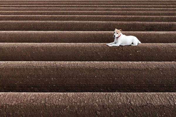 Jack russel terrier between soil rows — Stock Photo, Image