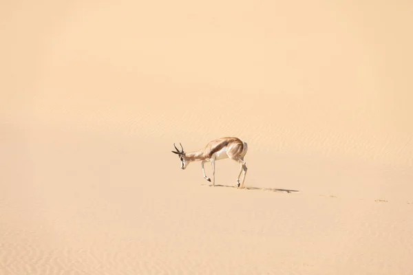 Um macho de impala de rosto preto no deserto — Fotografia de Stock