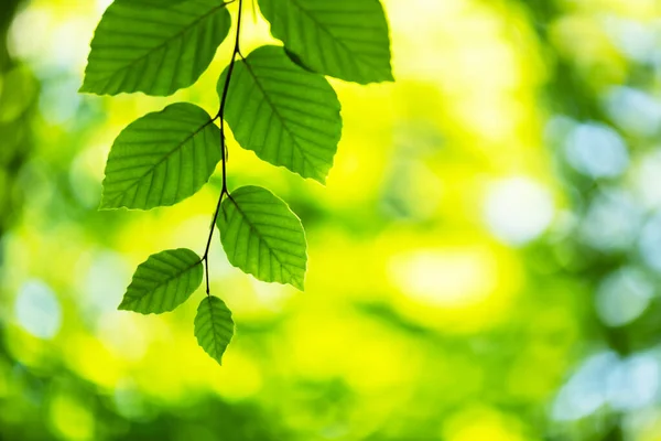 Vista de cerca de la naturaleza de la hoja de haya verde en ramitas de primavera — Foto de Stock