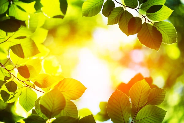 Vista de cerca de la naturaleza de la hoja de haya verde en ramitas de primavera — Foto de Stock