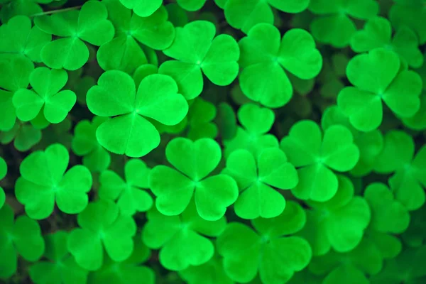 Green clover leaves close up — Stock Photo, Image