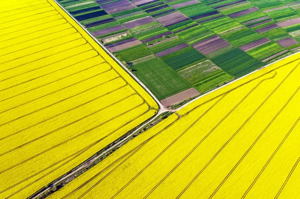 Vzdušný letoun horní pohled na žluté kvetoucí pole — Stock fotografie