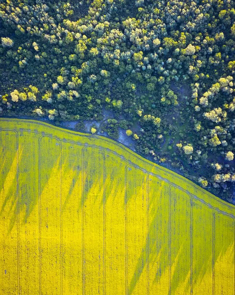 Vue aérienne du champ de floraison jaune par un drone — Photo