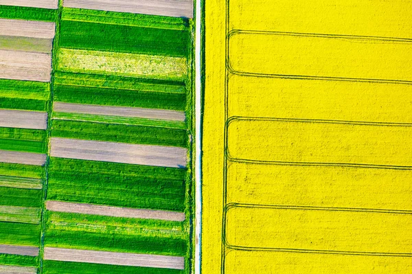 Aerial drone top view of yellow blooming field — Stock Photo, Image