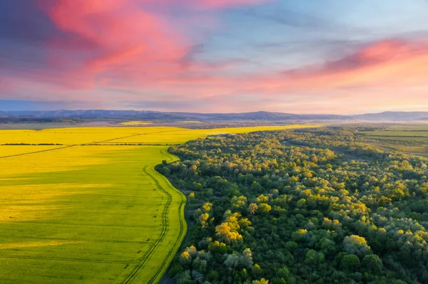 Vista superior do drone aéreo do campo florescendo amarelo — Fotografia de Stock