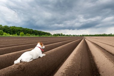 Jack Russel Teriyer toprak sıraları arasında