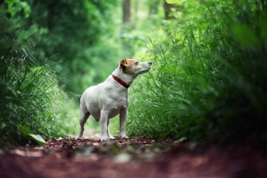 Jack russel Terrier köpeği yeşil bahar ormanında