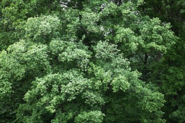 Sıcak güneş ışınlarıyla büyülü yaz ormanı