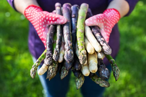 아스파라거스는 농부의 손에 싹 이 튼다 — 스톡 사진
