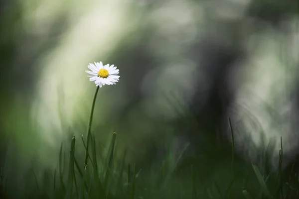 Single daisy flower on spring meadow — Stock Photo, Image