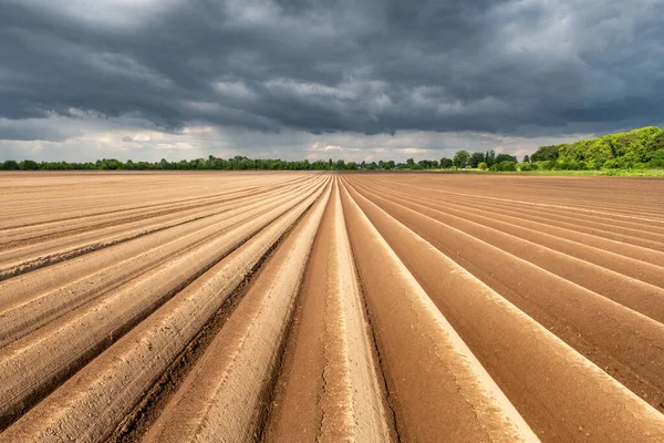 Landbouwveld met gelijkmatige rijen in het voorjaar — Stockfoto