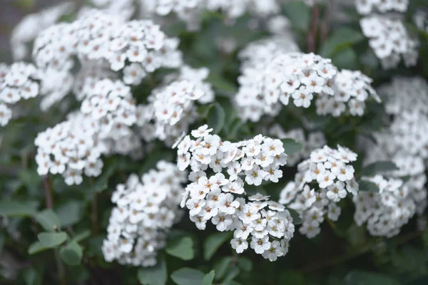 Белые цветы на зеленых кустах крупным планом — стоковое фото